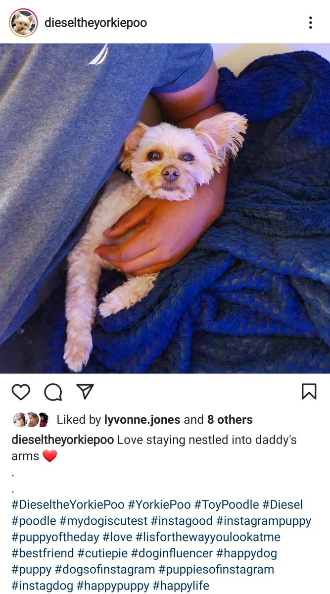 DieselScott1's tweet photo. #Dieseltheyorkiepoo #doglovers #mydogiscuterthanyours #mydogiscutest #mydogisthecutest #mydog #puppy #love #dog #dogmeme #dogsofinstagram #dogsoftwitter #doginfluencer #puppytiktok #lovepuppies #happypuppy #fyp #dogtiktok #followme https://t.co/VmDrfwjsjd