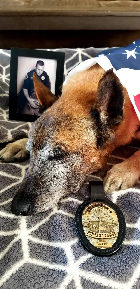 mustang_brit's tweet photo. RIP: K9-JARIS. It is believed Jaris had multiple strokes over the weekend, but passed away peacefully at his home. He will always be remembered. May he RIP and gain his angel wings. Fly high, Jaris! 🕊

EOW: 08-30-2021 https://t.co/XuEbzJQPw5