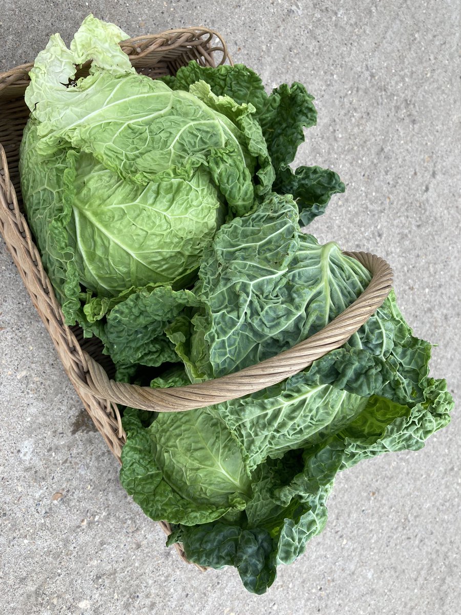 Bushelbox's tweet image. Can&apos;t believe it&apos;s the last day of summer &amp;amp; what a scorcher it&apos;s  been! 😂😭. Thankfully we&apos;ve a tasty selection of hearty seasonal veg, incl new season leeks, onions, parsnips &amp;amp; various cabbages for all those casseroles, roasts &amp;amp; soups #Autumn #ShopLocal #Farmshop #SmallBiz