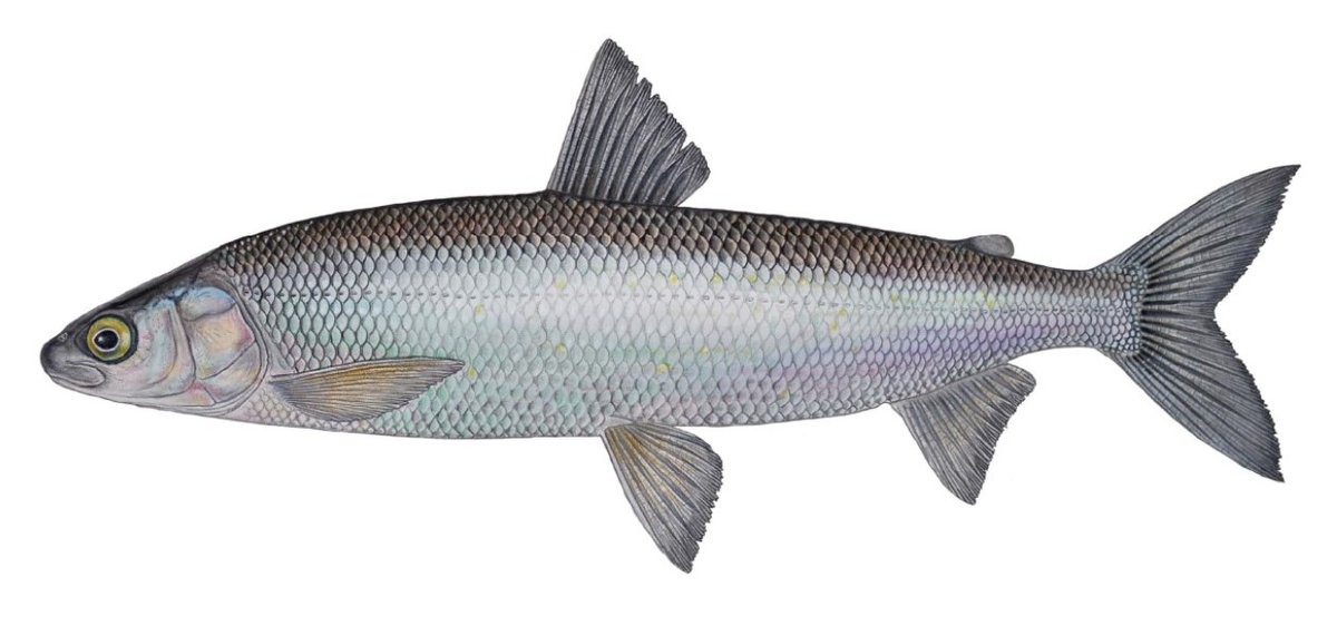 Our lake whitefish #Coregonus clupeaformis genome assembly is now available on NCBI Thanks Sig Lien <a href="/michel_moser/">Michel Moser</a> for this great collaboration @eric_normandeau you rock as always ! @GenomeQuebec <a href="/GenomeCanada/">Genome Canada</a> <a href="/FRQ_NT/">FRQ - secteur Nature et technologies</a> @FishConGen <a href="/TheFSBI/">fsbi</a> <a href="/AmFisheriesSoc/">American Fisheries Society</a> 
ncbi.nlm.nih.gov/genome/12812