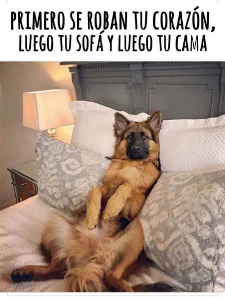 Dogs_City_'s tweet photo. No tengo pruebas pero tampoco dudas..😂🤣💚🐾 #HablemosDePeludos #ternura #dogsoftwitter #dogs #DogsCity #perros #Amigos #peludos https://t.co/72Qy5kYomZ