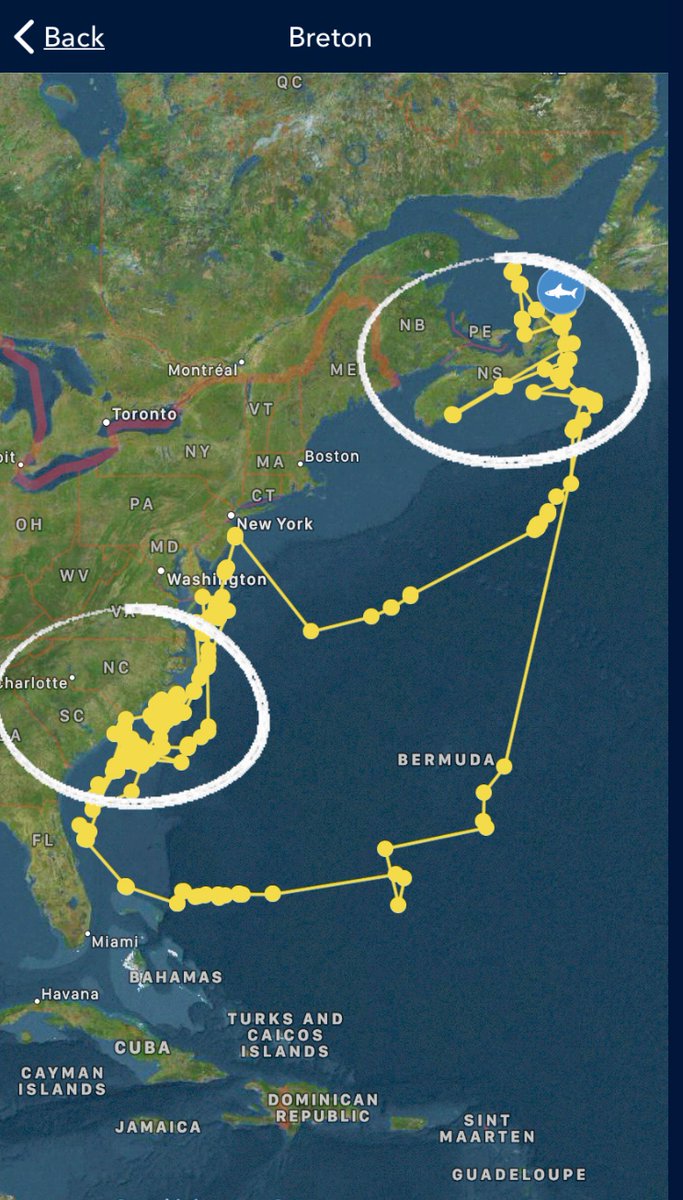 Breton’s 1 year track allows us to easily see 2 clear hot spots on the #whitesharks migratory path, the waters off of the #Carolinas and #NovaScotia. One of these areas marks where the white shark is feeding, the other is where they are likely mating. Do you know which is which?