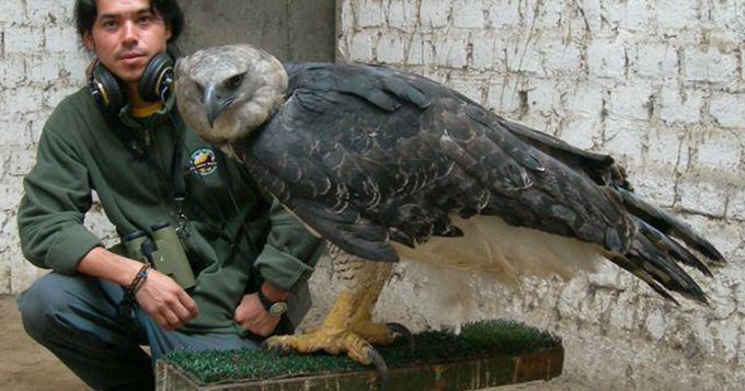 Rainmaker1973's tweet photo. The harpy eagle is the largest and most powerful raptor found in the rainforest, and among the largest extant species of eagles in the world. Adult females can weigh up to 10 kg, be 86.5–107 cm long and have a wingspan of max 2.24 m [read more: https://t.co/BK5F9MWRJu] https://t.co/E7fzn5qG4h