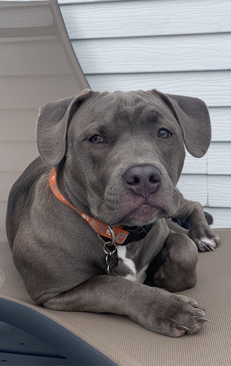 JanineLuzzi's tweet photo. #NoPawsLeftBehind https://t.co/HWQprWjW4s