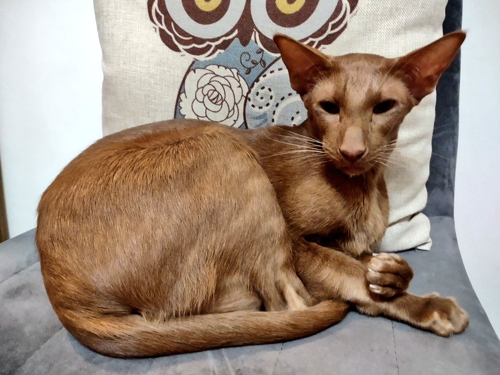 jolenehunter's tweet photo. The Boss !! #WheresWalter🐒 #thebosshaslanded #CinnamonOriental #CatsOfTwitter #catsofinstagram @Diablo_Siamese https://t.co/ubAXN93RgA