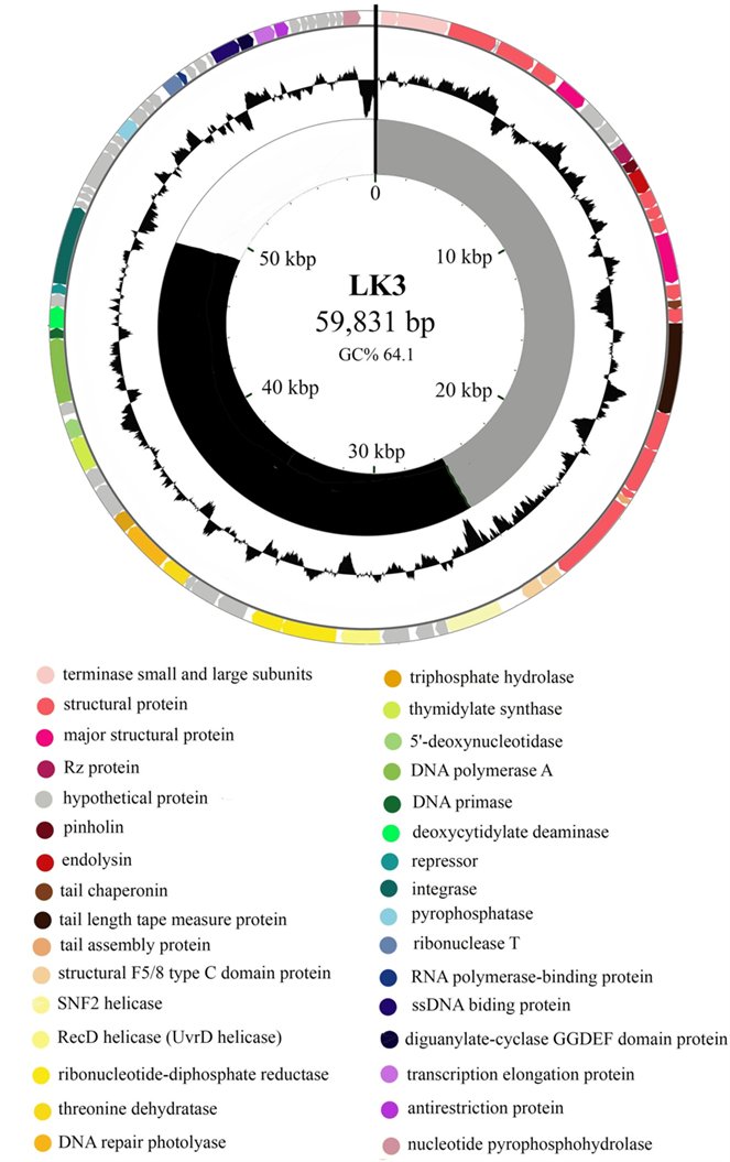 PetrovicFabijan's tweet photo. I'm happy to share part of my #PhDresearch, now published in @VirusesMDPI https://t.co/hdhwx7OFii. I discovered new #Bordetellabronchiseptica-specific temperate and highly abundant siphoviruses that lead to the creation of a new genus Vojvodinavirus! 1/8 https://t.co/bnZm45I1ZF