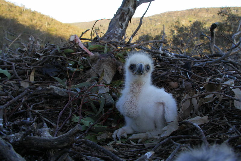 Wedge‐tailed eagle chick survival is directly correlated with rainfall in arid Australia @Aquila84WA onlinelibrary.wiley.com/doi/10.1111/ae…