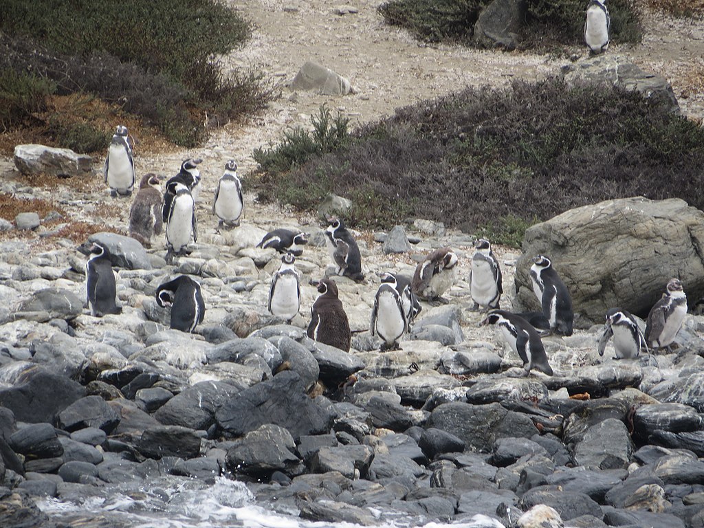 El proyecto #Dominga, que se ubicaría en una zona de biodiversidad única, podría agravar la situación climática de Chile, la región y el planeta. ❌🌎 "Trae beneficios económicos, pero a un costo demasiado alto", señalan #InvestigadoresUC y el #RectorUC: bit.ly/3t5jZQT