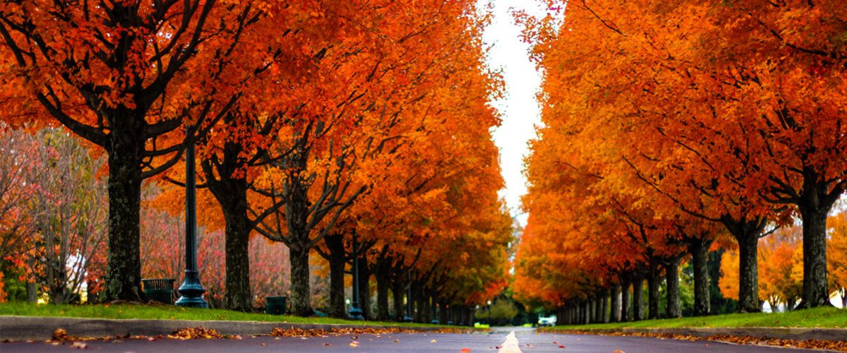 Fall us. Fall us. Fall us. оранжевая осень. штат вермонт.