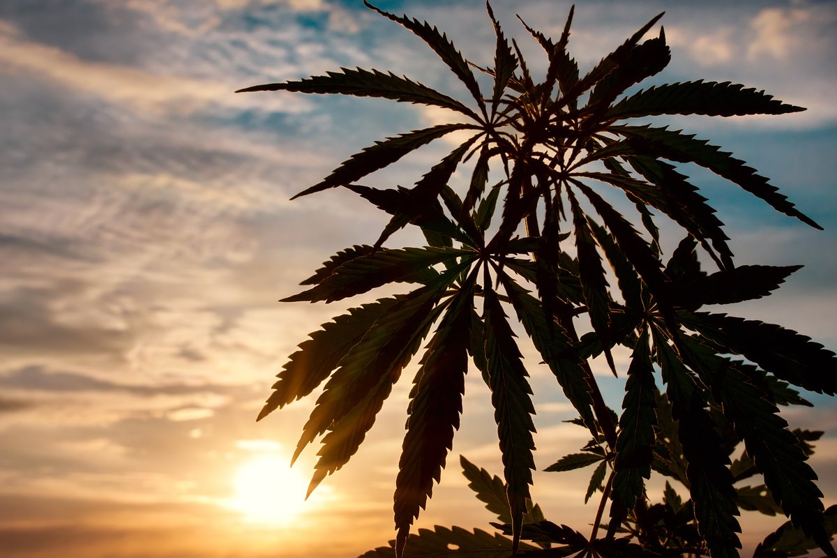 Officials in Nigeria Discuss Opposition to Cannabis Legalization dlvr.it/S6hcNl #cannabis