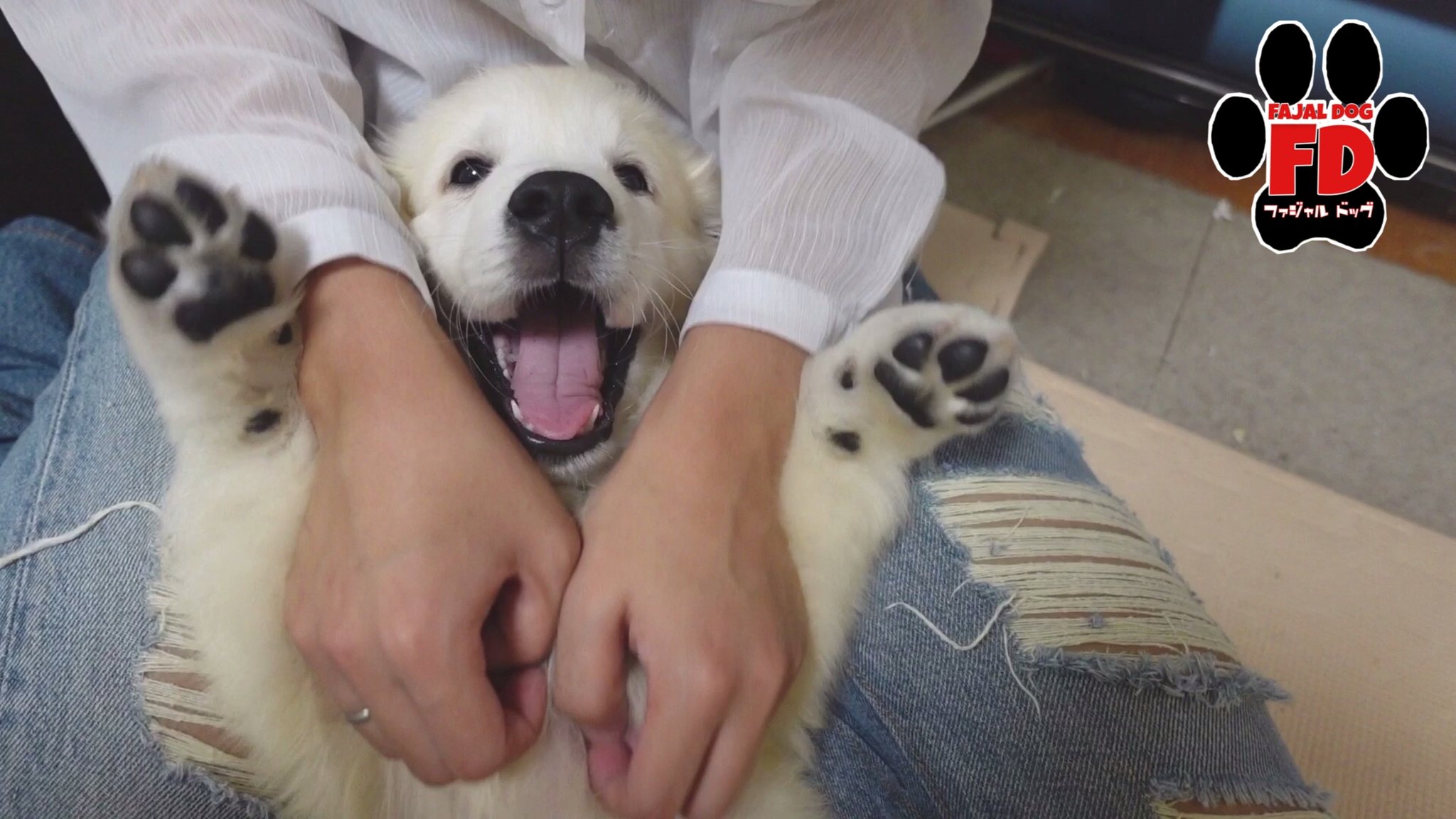 Fajal Dog ファジャルドッグ Animal アニマル シロクマみたいな子犬ユピタ 良かったら見てやってください T Co Rnphlq7avu 英国ゴールデンレトリバー子犬 イングリッシュゴールデンレトリバー ホワイトゴールデンレトリバー ダルメシアン