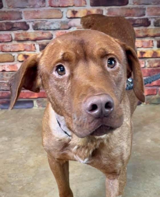 JDStGermain3's tweet image. 🆘️STANLEY SUFFERED ENOUGH! DON'T LET the FINAL TIME be at the hands of the EXECUTIONER‼ I PLEDGE $10 - PLEASE JOIN ME:🙏 #PledgeToSaveLives #Rescue #Foster #Adopt #Retweet ⚠️🆘️⚠️