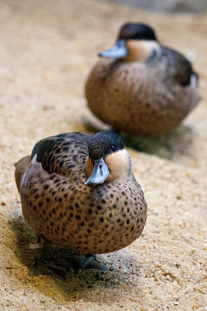 Just look at these little cuties! 💙 These blue-billed teals are waiting for you to visit them at McNeil Avian Center. This small species of duck is native to Africa. Males make a high-pitched whistling noise, which females counter with a quack.