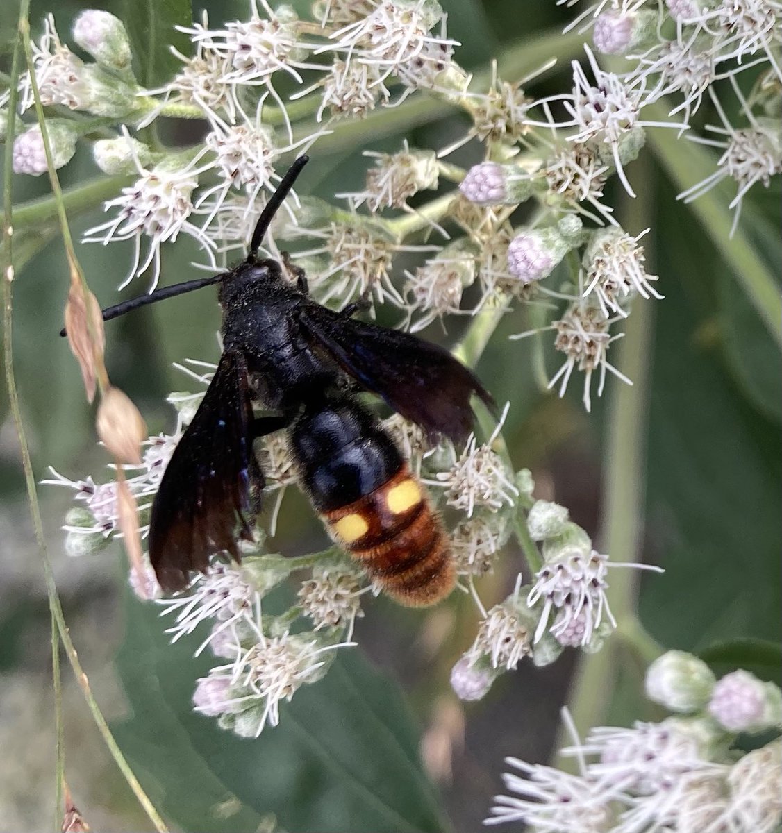 Earlier this afternoon I watched many Scolia dubia wasps flying low over grass but they are almost impossible to photograph in flight; a bit easier when they visit certain types of Asteraceae flowers.