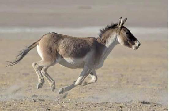 آپ کو کیا لگتا ہے واپس آئے گا؟؟