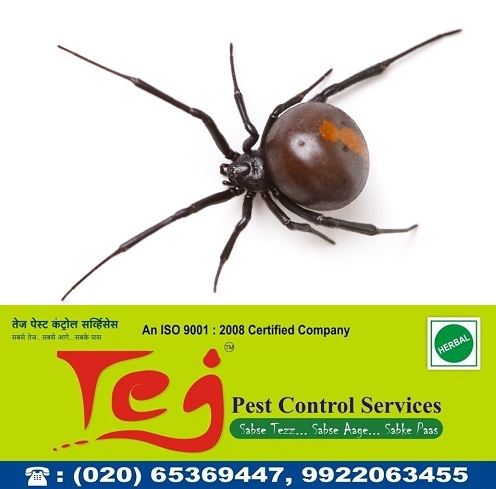 Tejpestcontrol's tweet photo. Call 9922063455 for your #PestControl Solutions! With specialties in pest including #ants, #mosquitoes, #bedbugs, #spiders, #cockroaches, #birds control for more details https://t.co/kaGCI0xcE0 https://t.co/qNxv67KOUC