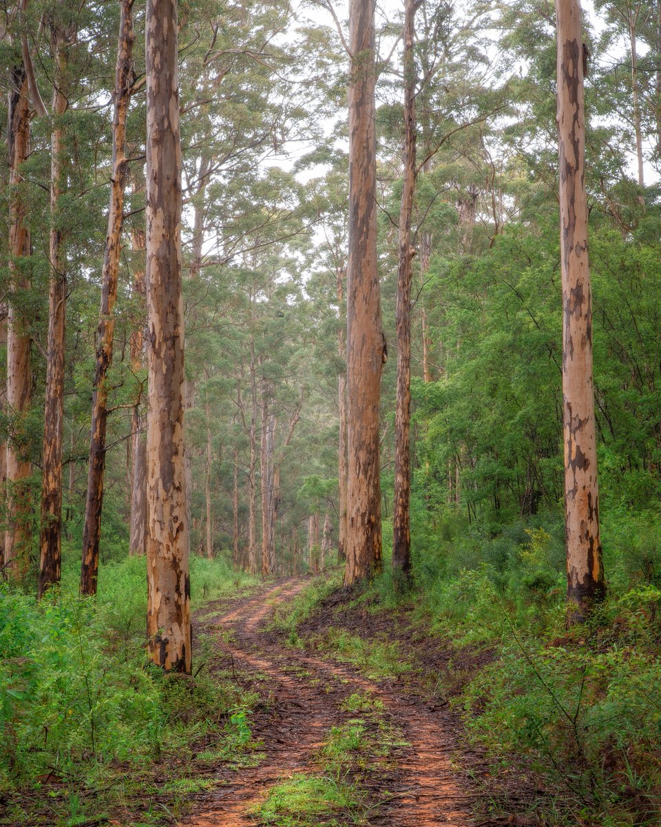 NATUREBYNATHAN's tweet photo. Karri trees & cascades from a recent trip to Pemberton in Australia's Southwest. Always a treat to photograph this area. #pemberton #westernaustralia #landscapephotography #waterfall #longexposure #forest #karritree https://t.co/emm308Vp96
