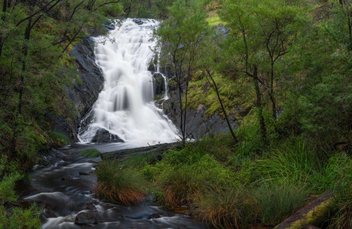 NATUREBYNATHAN's tweet photo. Karri trees & cascades from a recent trip to Pemberton in Australia's Southwest. Always a treat to photograph this area. #pemberton #westernaustralia #landscapephotography #waterfall #longexposure #forest #karritree https://t.co/emm308Vp96