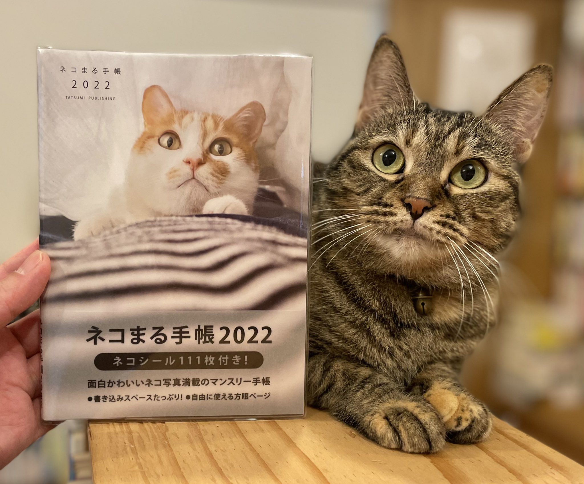 キャッツミャウブックス Twitterren 22年のカレンダー 手帳入荷第一弾 卓上 手帳編 ミニカレンダー 岩合光昭のネコ ミニカレンダー 必死すぎるネコ ネコまる手帳 世にも不思議な猫世界手帳 ラッキーキャットダイアリー こちらはお取り置きも承ります