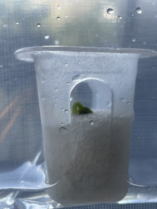 I&rsquo;ve been experimenting with hydroponic gardening for the last few weeks, super fun 🤩 🍀 https://t.co