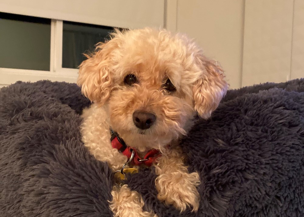 North Vancouver family traumatized after goldendoodle Lucy killed by off-leash dog dlvr.it/S6hrkD