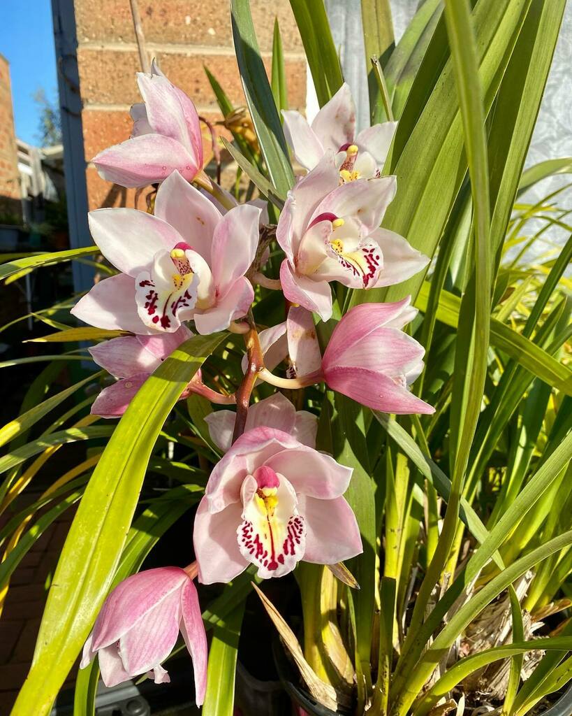 hosanna_catallo's tweet photo. Hello Orchids!
#orchids #frontyard #frontgarden #lovely #beautiful #wonderful #wednesdaymorning #wednesdaypost #shotoniphone #shotoniphone11 #iphone11camera #iphone11photo #iphone11pic #iphone11shot #iphonecamera #iphonephoto #iphonepic #iphonshot https://t.co/xsLWvv5qN3 https://t.co/FHIkJWXz12