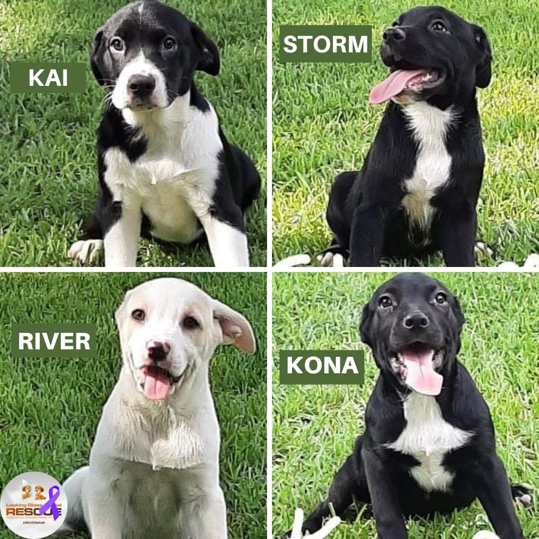 And then there were four! Kai, Storm, River, and Kona are ready to be adopted. #adoptdontshop #lgar #rescue #fosterssavelives lgarinc.org/adoption-appli…