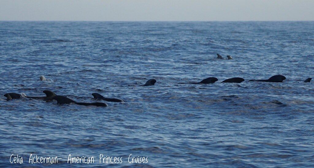 A large group of pilot whales in the Hudson Canyon. We had a great offshore trip exploring the Canyon and viewing #marinewildlife & #pelagicbirds . #whalewatching #offshore @gothamwhale @WhaleReports @whales_org @WhaleTalesOrg