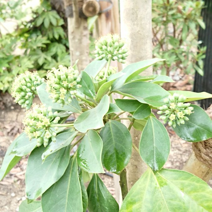 カクレミノのtwitterイラスト検索結果