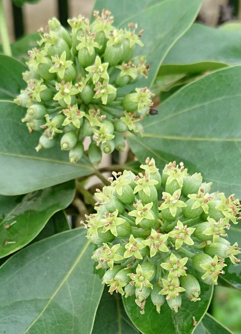 カクレミノのtwitterイラスト検索結果