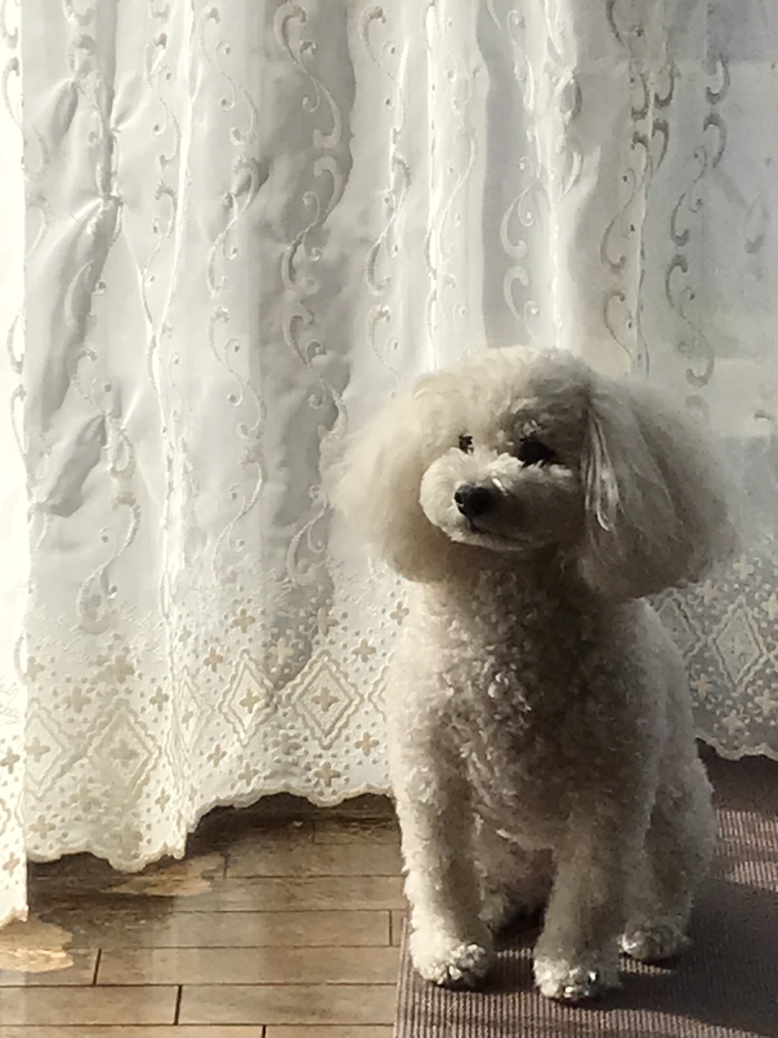 アリーさん ゆで卵待ちのアリーさん 残念ながら今日はゆで卵 ないんだよ ごめんね 犬好き 犬がいる幸せ トイプードル ゆで卵の白身が大好きな犬 T Co Kqd6lijisz Twitter