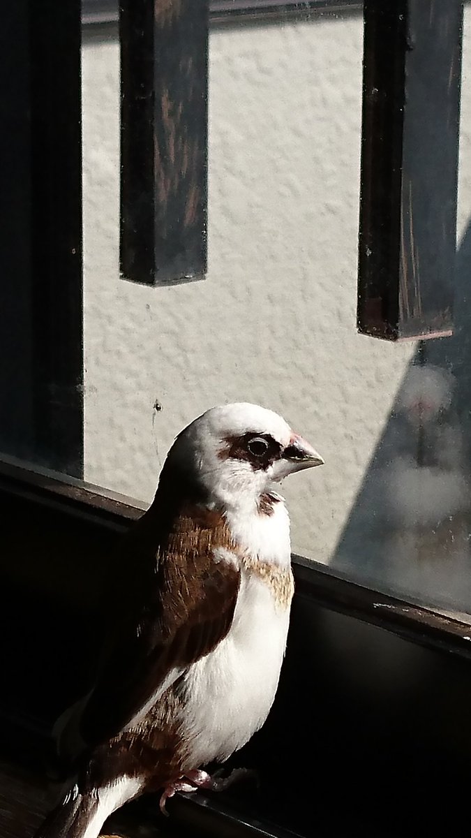 じゅうしまつ
