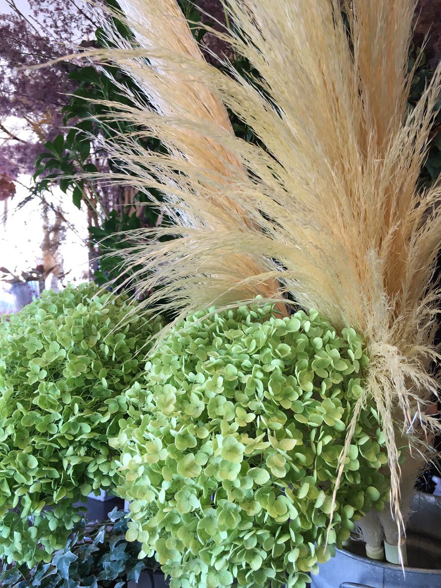 ９月1日 水 人気の パンパスグラス や アナベル 入荷してます そのままドライフラワーにもなり お洒落なインテリアに 今日もよい一日を 函館花屋 フラワーギフト プリザーブドフラワー ドライフラワー 造花 ハーバリウムpic Twitter Com Dlqia8gsgq