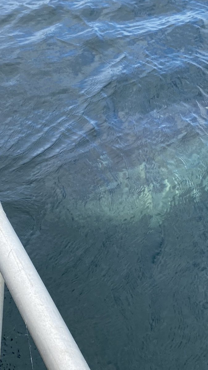 @SharkMontauk We were in a boat just off #ForillonNationalPark today when this biggie was cruising us. Don’t know if it is tagged, and although the pics are bad, the shark was more than 10 feet. @ParksCanada #sharks #greatwhitesharks #wanderlustlu2