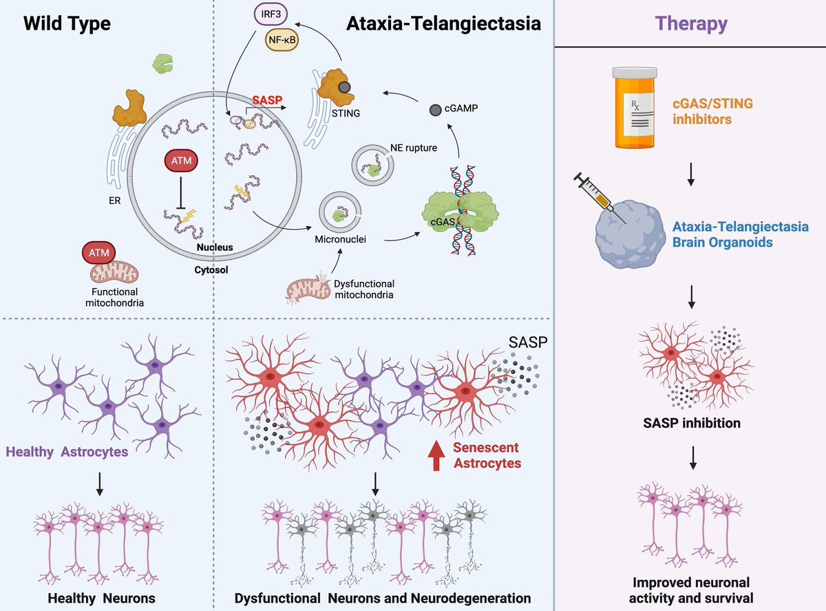 AIBN Research (@aibnatuq) on Twitter photo #AIBN's <a href="/JulioAguado_PhD/">Julio Aguado</a> from #WolvetangLab shows innate immunity drives #senescence in astrocytes of brain organoids from Ataxia Telangiectasia (A-T) patients. <a href="/Wolvejong/">Ernst Wolvetang</a> <a href="/AIBNatUQ/">AIBN Research</a> <a href="/UQ_News/">UQ News</a> <a href="/AgingCell/">Aging Cell</a> #UQResearch
doi.org/10.1111/acel.1… #AIBN's <a href="/JulioAguado_PhD/">Julio Aguado</a> from #WolvetangLab shows innate immunity drives #senescence in astrocytes of brain organoids from Ataxia Telangiectasia (A-T) patients. <a href="/Wolvejong/">Ernst Wolvetang</a> <a href="/AIBNatUQ/">AIBN Research</a> <a href="/UQ_News/">UQ News</a> <a href="/AgingCell/">Aging Cell</a> #UQResearch
doi.org/10.1111/acel.1…