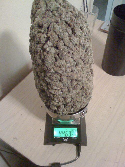 cheechandchong's tweet photo. “I only smoke maybe a nug a day.” https://t.co/tZ66Y4dMEW