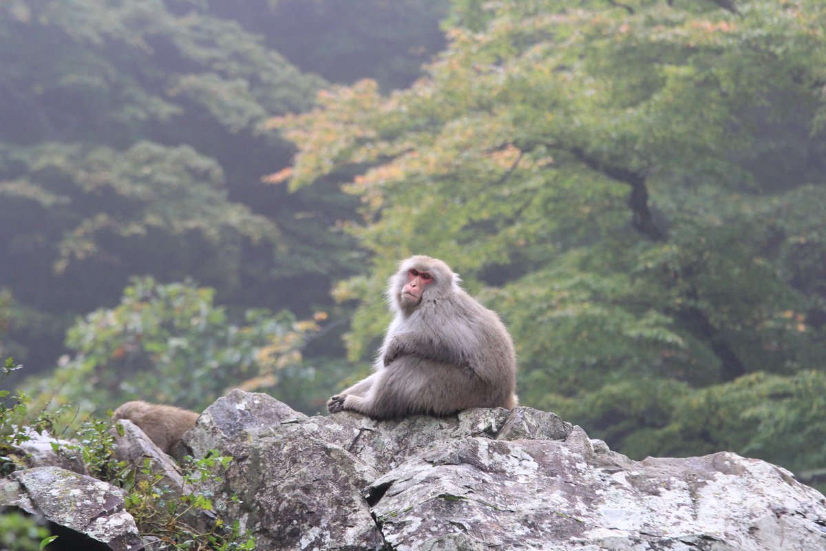 地獄谷野猿公苑 公式 Jigokudani Saru Twitter 地獄谷野猿公苑 公式 Jigokudani Saru Twitter