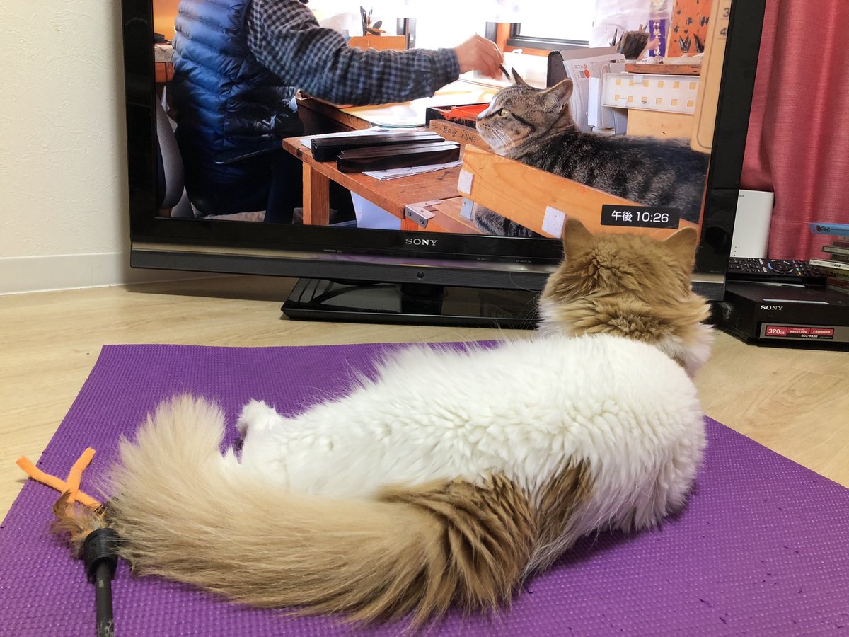 小池龍之介 小池龍之介