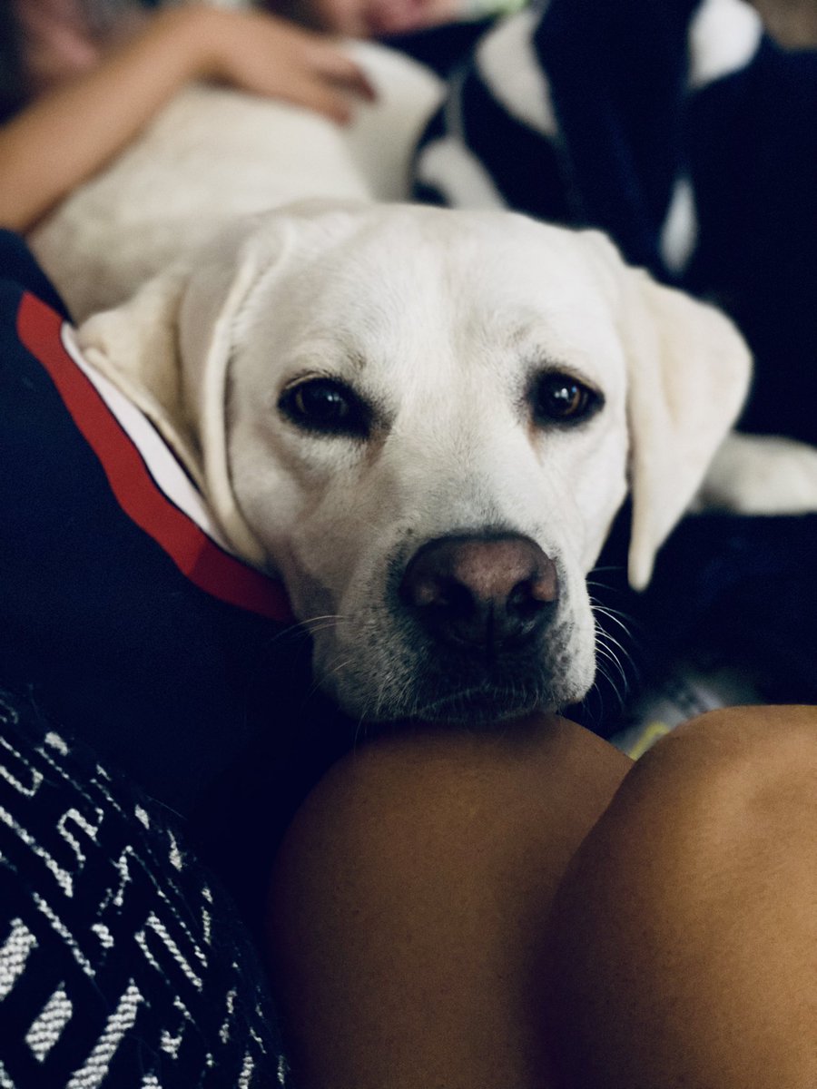 NBSaphierMD's tweet photo. Be the person your dog thinks you are 💙 https://t.co/sBFBwak8SG