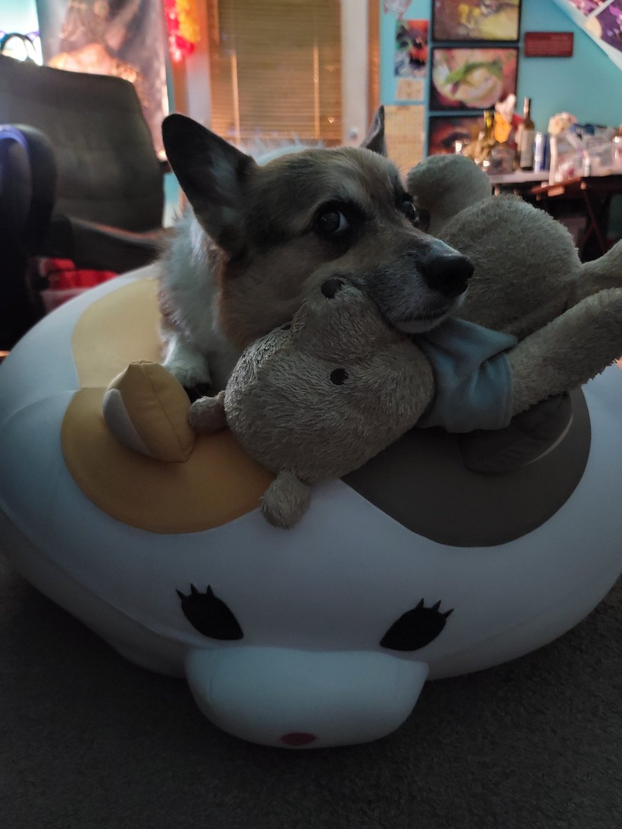 CorgiButtCos's tweet photo. We introduced Braden to the fat cat today, we think he liked it!  Updates to come if he decides to use it as his new bed XP https://t.co/INpqzDhq7Z