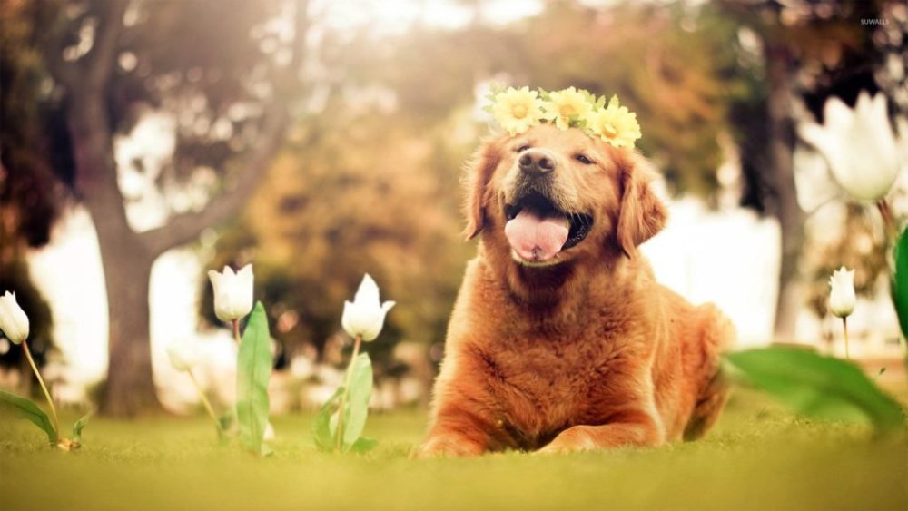 BBseelo's tweet photo. Interesting Facts About Golden Retriever 
Bseelo - Simple Pet's Necessities

Bseelo - Simple Pets Neccessities
Buy your pets' stuff @ https://t.co/uNFtWuKOV8
Follow, Tag, and Share. 
#TearItUpBTS #cats #dogs https://t.co/AKMfWl6We4