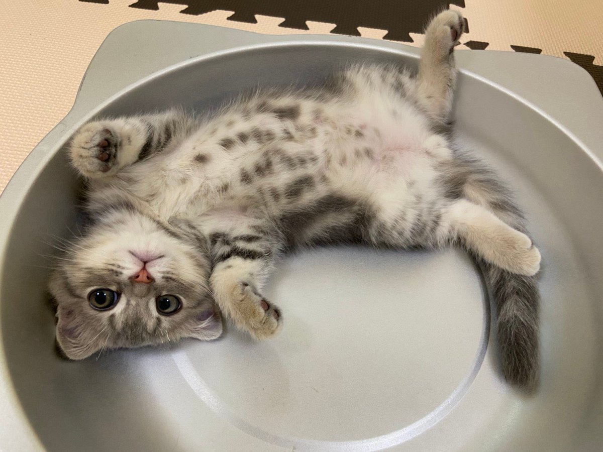 猫鍋大好きまんぼう💕💕