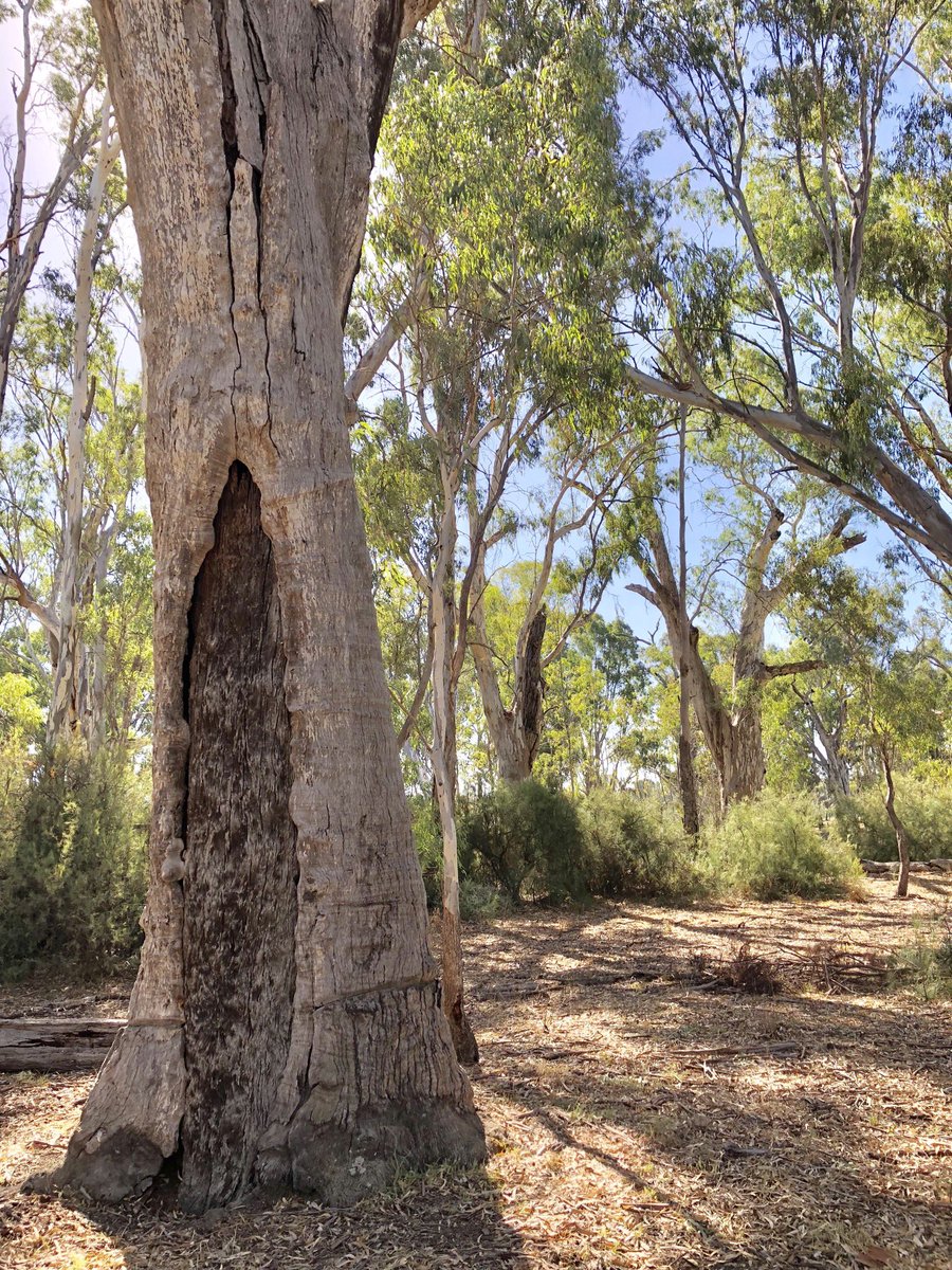 islodge's tweet photo. @ABCTV Barapa Barapa #gunbowerforest #cohuna #BackToNatureAU https://t.co/35BiO5XuOi