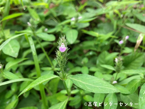 天気：霧雨　気温：19.0℃　富士山展望：×

9月に入ったかと思えば10月並みの涼しさだそうですね。
セミたちも驚いたのか、声がピタッとやんでしまいました。高尾山はすっかり秋の装いです。

#高尾ビジターセンター　＃キンミズヒキ　＃キツネノマゴ