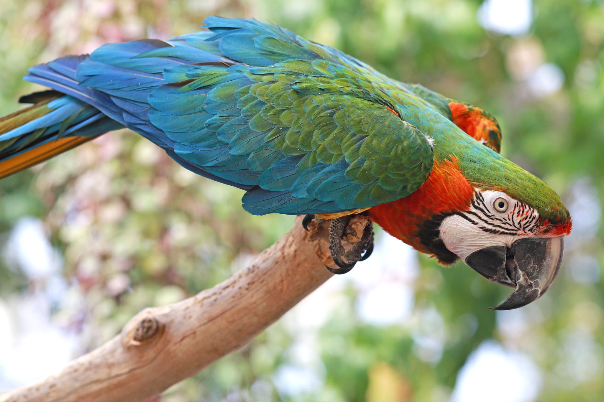 スワロフスキー コンゴウインコ 鳥 オウム