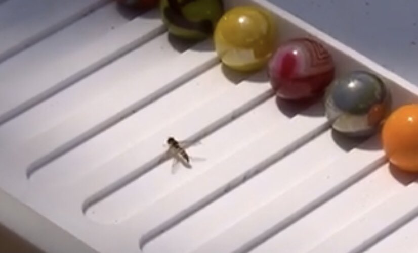 Havoc the 💥 Balls Of Chaos 💥 Cheerleader tweet media