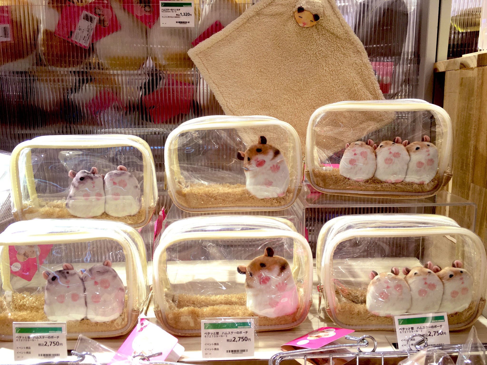 影響する 風が強い 航海の ハムスター の グッズ 誤解を招く 知事 平等