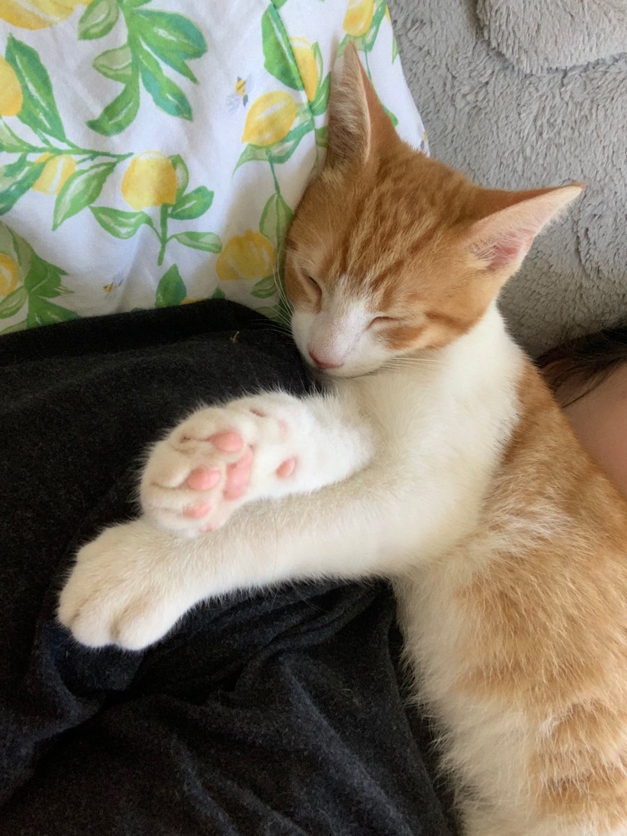 yaahope's tweet photo. @youngg_teej agreed to us getting a cat, knowing it’s been a dream of mine. After having a cat for a few days he said, and I quote, “Ya know, in some ways he’s a lot better than a dog.” Here’s some pics of Ollie #betterthanadog https://t.co/4URgpCMC3r