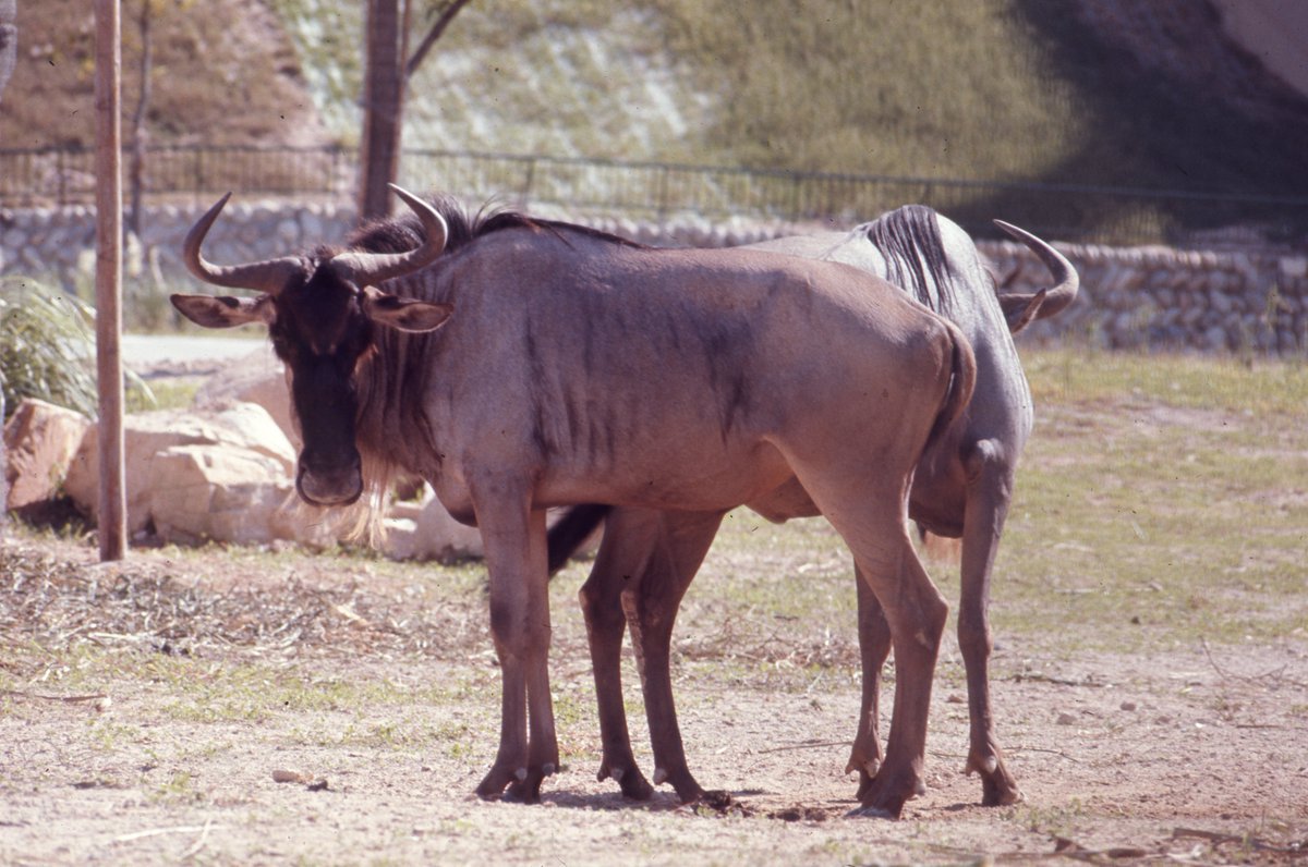 Asazoo 50周年 こんなの飼ってました 過去に飼育していた動物 和名 オグロヌー英名 Blue Wildebeest学名 Co 21 09 01 安佐北区の動植物園 水族館 広島市安佐動物公園 まいにちを豊かに りっち Asazoo 50周年 こんなの飼ってました 過去に飼育していた動物 和名 オグロヌー英名 Blue Wildebeest学名 Co 21 09 01 安佐北区の動植物園 水族館 広島市安佐動物公園 まいにちを豊かに りっち