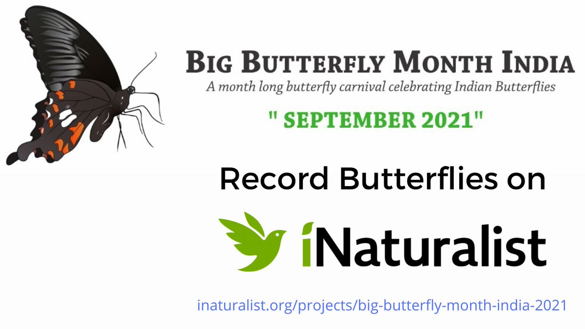 Big Butterfly Month - India tweet media